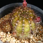 화은옥 2 선인장