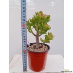 염좌 호빗 (나-56)포트 다육이 다육식물 분갈이 염자 다육식물