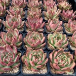 아메스트로 (랜덤배송) 다육식물