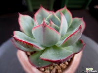 아미스타 6-482 다육식물