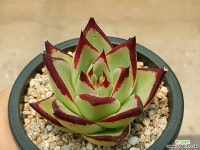 슈퍼클론 19-414 다육식물