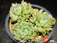 푸미라hy96 다육식물