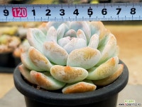 오렌지먼로(중) 20-255 다육식물