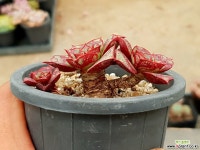 벨바라 20-258 다육식물