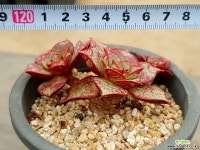 벨바라 20-258 다육식물