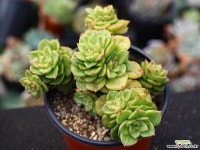 누다 군생 S0108 다육식물