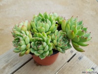 아이스에이지 (중품)(왕목질)(자연군생) 019 0614 다육식물