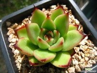토비0616-3 다육식물