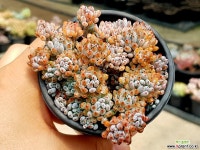 블루빈 21-115 다육식물