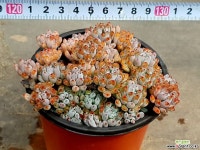 블루빈 21-115 다육식물