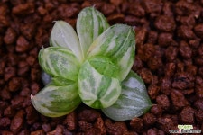 마린금 H.obtusa 62 하월시아