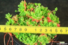 매화바위솔 (SE1749) 다육식물