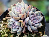 오리온 군생 S0453 다육식물