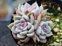 오리온 군생 S0453 다육식물