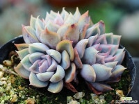 오리온 군생 S0453 다육식물