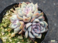 오리온 군생 S0453 다육식물