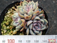 오리온 군생 S0453 다육식물