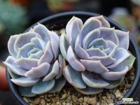 블루서프라이즈 군생 S0466 다육식물