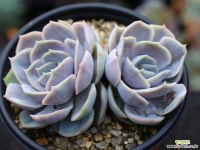 블루서프라이즈 군생 S0466 다육식물