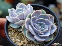 블루서프라이즈 군생 S0466 다육식물