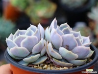 블루서프라이즈 군생 S0466 다육식물