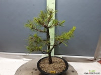 소나무 ( 3197 ) 야생화