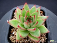 스타게이트 6-741 다육식물