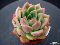 브래들리 6-743 다육식물