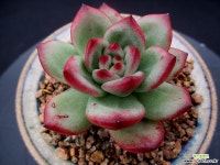 티엠 6-747 다육식물