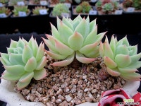 팬지 한몸군생 6-749 다육식물