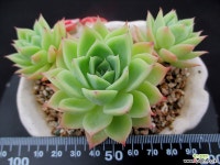 팬지 한몸군생 6-749 다육식물