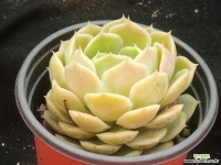 온슬로우 다육식물