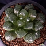 하월시아 제이드월(82) 하월시아