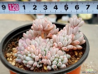 블루빈(합식) 26- 다육식물