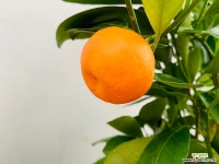 유주 (동일품배송) 목본류