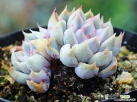 오리온 군생 S0454 다육식물