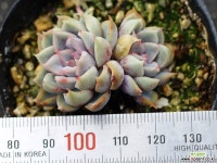 오리온 군생 S0454 다육식물