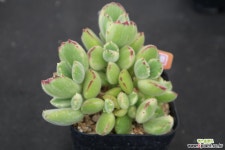 웅동자금 434 다육금