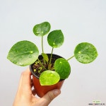 필레아페페 / 페페로미아 / 필레아페페로미오이데스 / 초특가 / 한빛농원 공기정화식물