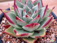 야생마리아 다육식물