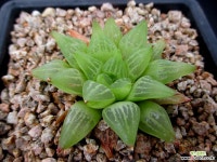 하월시아 6-915 하월시아