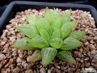 하월시아 6-915 하월시아