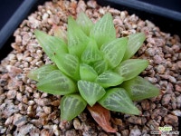 하월시아 6-915 하월시아