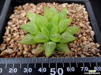 하월시아 6-915 하월시아