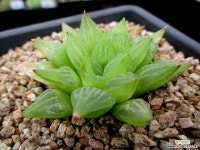 하월시아 6-916 하월시아