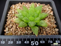 하월시아 6-916 하월시아