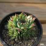 월리엄 0624-24 바위솔