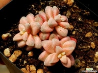 백로금 28-296 다육식물