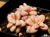 백로금 28-296 다육식물