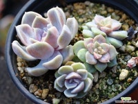 타이니버거 군생 S0581 다육식물